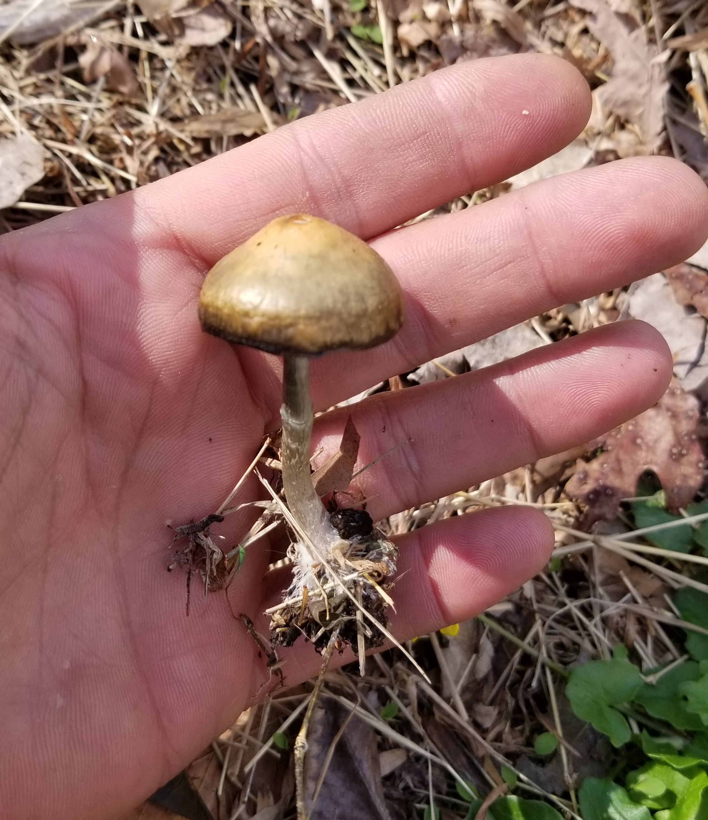 Psilocybe ovoideocystidiata found in Washington, DC