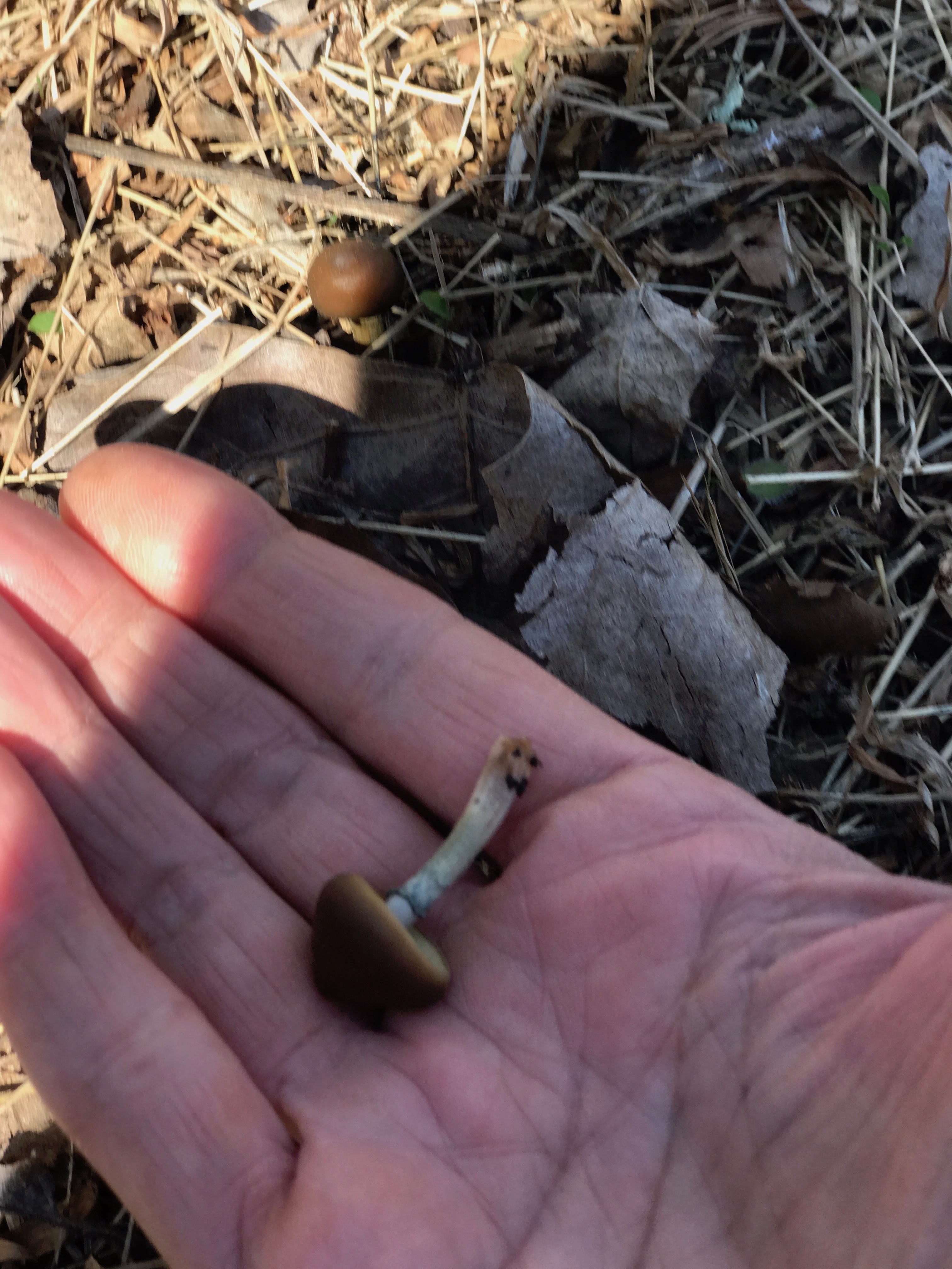 Psilocybe ovoideocystidiata found in Washington, DC