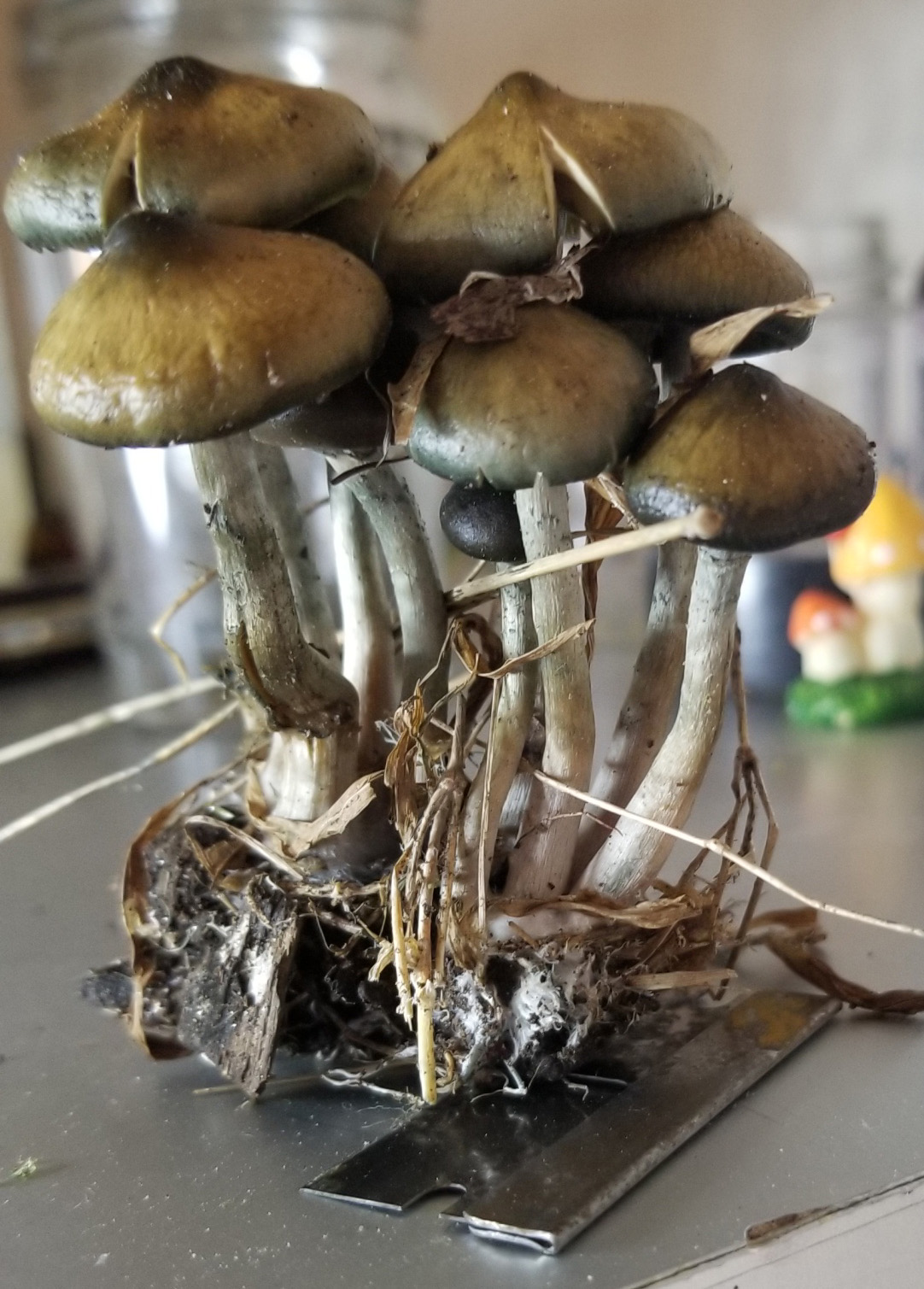 Psilocybe ovoideocystidiata found in Washington, DC