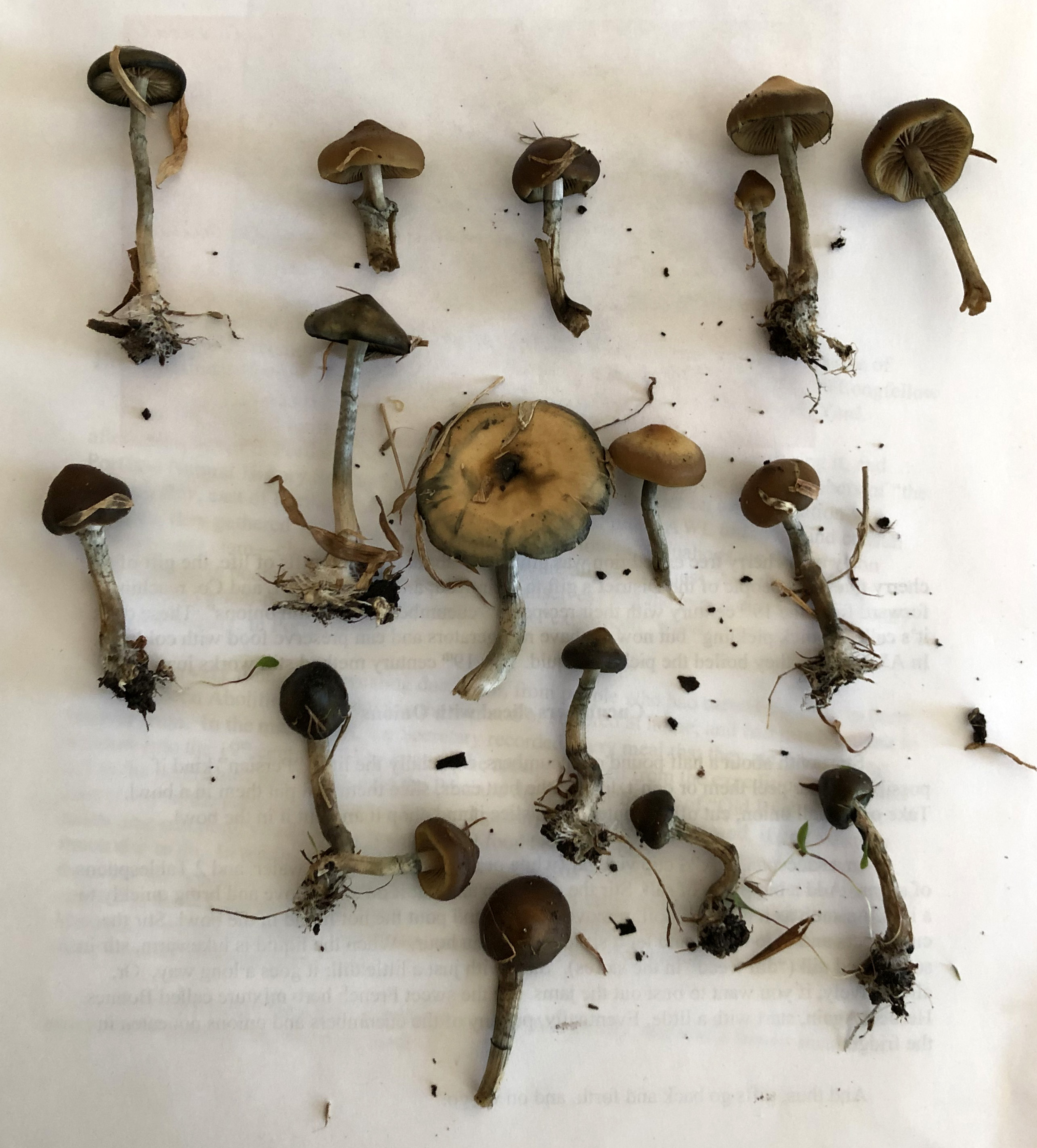 Psilocybe ovoideocystidiata found in Washington, DC