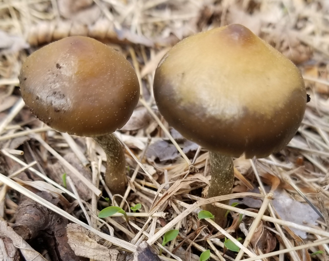 Psilocybe ovoideocystidiata found in Washington, DC