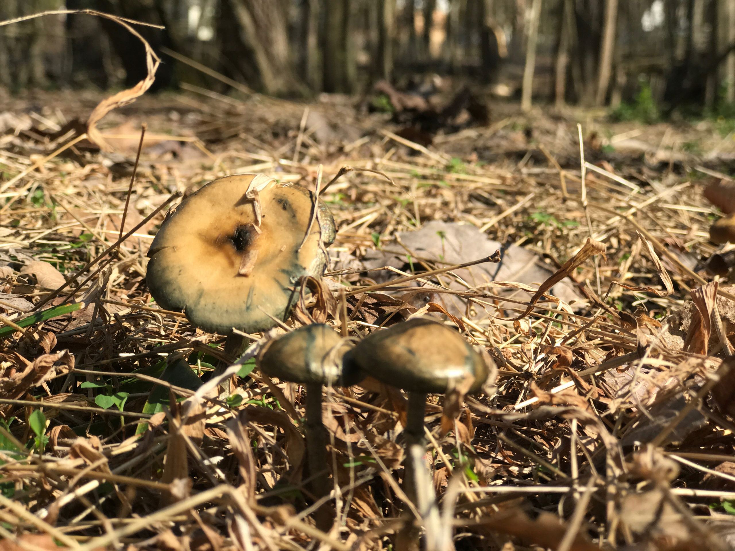 Psilocybe ovoideocystidiata found in Washington, DC